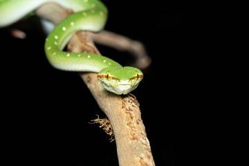Tropidolaemus wagleri  - Wagler pit viper snake against black background - male