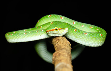Tropidolaemus wagleri  - Wagler pit viper snake against black background - male