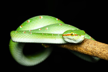 Tropidolaemus wagleri  - Wagler pit viper snake against black background - male