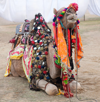 Beautiful decorated Camel on Bikaner Camel Festival in Rajasthan, India