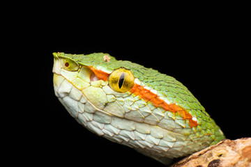 Obraz premium Tropidolaemus wagleri - Wagler pit viper snake against black background - male