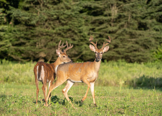Two male white-tailed (Odocoileus virginianus) deer in field.