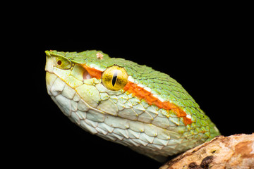 Tropidolaemus wagleri  - Wagler pit viper snake against black background - male