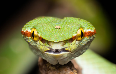 Tropidolaemus wagleri  - Wagler pit viper snake against black background - male