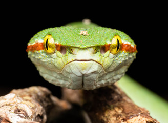 Tropidolaemus wagleri  - Wagler pit viper snake against black background - male