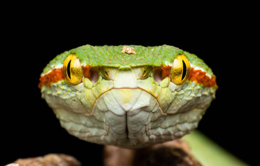 Tropidolaemus wagleri  - Wagler pit viper snake against black background - male