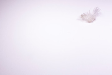 Gray pigeon feather with fluff on a white background