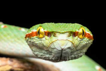 Tropidolaemus wagleri  - Wagler pit viper snake against black background - male