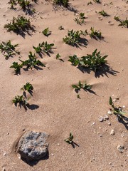 Texture of beach sand with stones, shells and grass