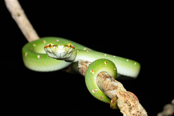 Tropidolaemus wagleri  - Wagler pit viper snake against black background - male