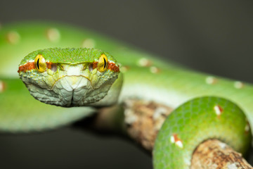 Tropidolaemus wagleri  - Wagler pit viper snake against black background - male