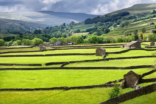 Bright green pasture land for Swaledale sheep with barns and drystone walls in Valley of the River Swale near Gunnerside Yorkshire Dales National Park