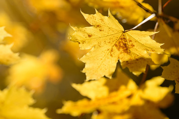Beautiful colorful leaves in autumn forest. Red, orange, yellow and brown autumn leafs. Maple foliage. Seasonal background.