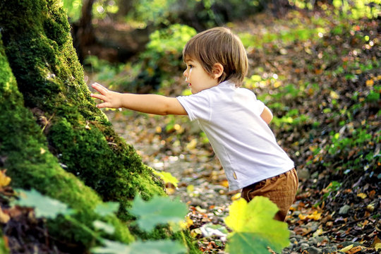Cute little curious boy touching old tree covered with green moss in forest outdoors. Inquisitive childhood. Child exploring the world around.