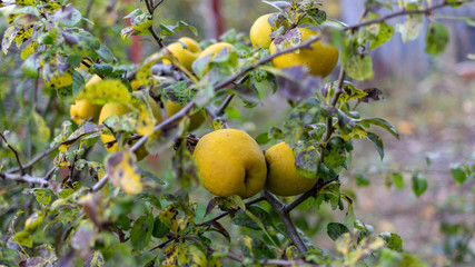 Fresh yellow apple quince on the branch of tree in autumn garden. 