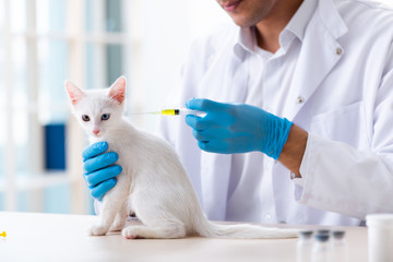 Young male doctor examining sick cat