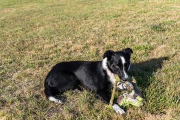 Naklejka na ściany i meble Young border collie laying on grass lawn chewing on rope chew toy