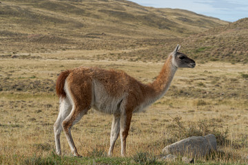 Guanaco at Torres del Paine National Park