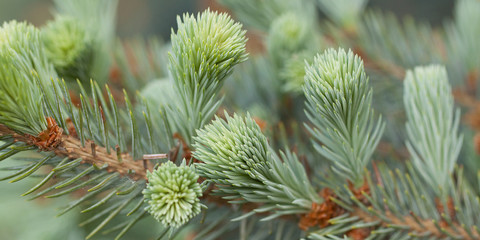 beautiful spruce decorating a forest or park
