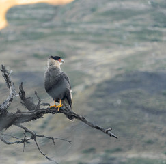 Caracara perched on a dead tree branch