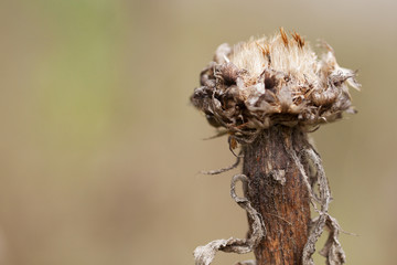 dry faded flower in the autumn meadow