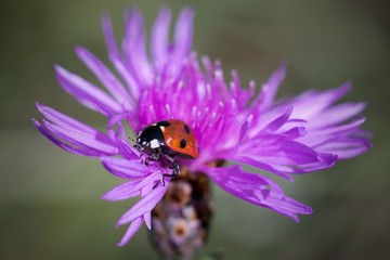 Ladybug on flower