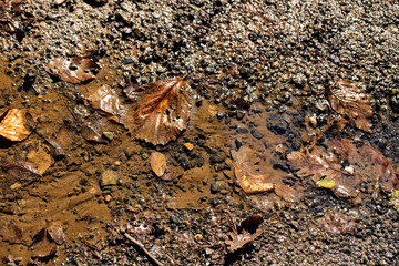 Water puddle in forest