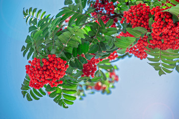 a bunch of red rowan berries on a tree, autumn rowan crop, blue sky, sunny autumn day, outdoors