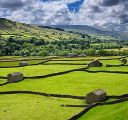 Swaledale sheep barns and drystone wall grid on green pasture land in Valley of the River Swale near Gunnerside Yorkshire Dales National Park © Reimar