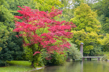 Tree with red colored foliage growing on shore of creek in autumn park