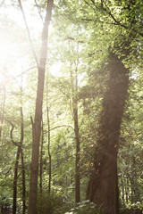 Nature photography of a park.