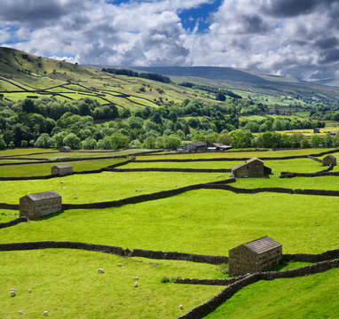 Swaledale sheep barns and drystone wall grid on green pasture land in Valley of the River Swale near Gunnerside Yorkshire Dales National Park