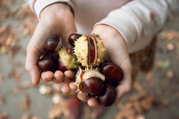 girl holding chestnuts in her hands