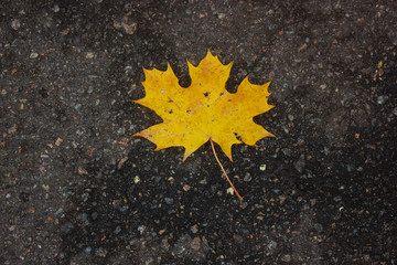 Maple yellow leaf in autumn