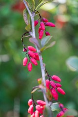 Rosehip, rosehip berries on background.