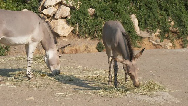 Two donkeys going and grazing grass in countryside on sunny day in summer  