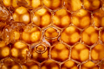 Close-up sweet yellow organic honeycomb
