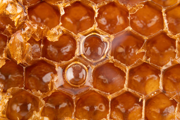 Close-up sweet yellow organic honeycomb