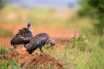 Two Hadeda Ibises sitting on an anthill grooming themselves in morning sun