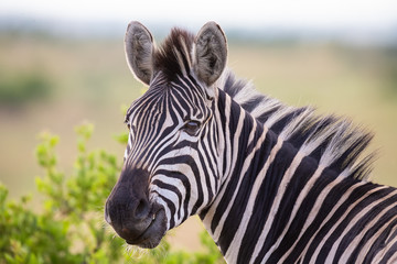 Close-up portrait of a zebra in nature with dark stripes