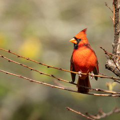 A male red cardinal in a tree enjoying the morning sunlight  - 292760604