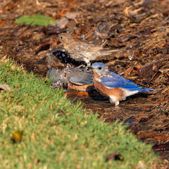 Eastern Blue Birds having a nice morning bath in a puddle of water by the grass - 292760642