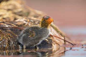 One Red-knobbed coot chick leaves the safety of nest to swim on a pond