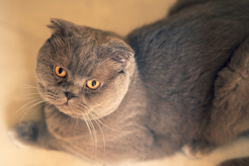 Cute scottish fold cat