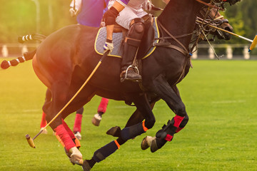 Polo horses run at the game. Big plan. In the hands of the player hammer prepared to hit the ball. Horses legs wrapped with bandages to protect against club kick