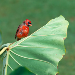 An immature male red cardinal sitting on top of a giant leaf  - 292760697