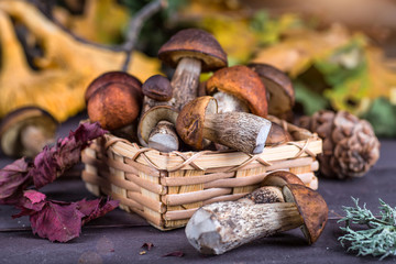 Mushroom Boletus in wooden wicker basket. Boletus edulis over Wood Background, close up on rustic table.  Cooking delicious organic mushroom. Gourmet food,Autumn Cep Mushrooms. Mushrooms Picking
