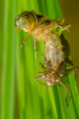Schlüpfende Libelle