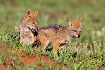 Two Black Backed Jackal puppies play in short green grass to develop skills