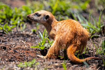 Fototapeta premium Meerkat digging in the soil to hunt worms for eating in sunlight